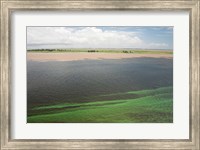 Brazil, Amazon River, Santarem Meeting of the Waters Algae bloom Fine Art Print