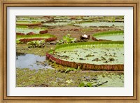 Brazil, Amazon, Valeria River, Boca da Valeria Giant Amazon lily pads Fine Art Print