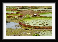 Brazil, Amazon, Valeria River, Boca da Valeria Giant Amazon lily pads Framed Print