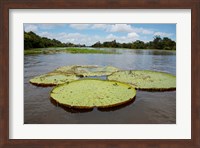 Giant Amazon lily pads, Valeria River, Boca da Valeria, Amazon, Brazil Fine Art Print