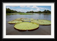 Giant Amazon lily pads, Valeria River, Boca da Valeria, Amazon, Brazil Framed Print