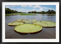 Giant Amazon lily pads, Valeria River, Boca da Valeria, Amazon, Brazil Framed Print
