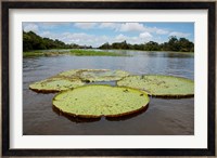 Giant Amazon lily pads, Valeria River, Boca da Valeria, Amazon, Brazil Fine Art Print