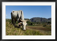 Ox Grazing, Farm animals, Vinales, Cuba Fine Art Print