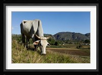 Ox Grazing, Farm animals, Vinales, Cuba Fine Art Print