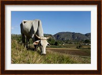 Ox Grazing, Farm animals, Vinales, Cuba Fine Art Print