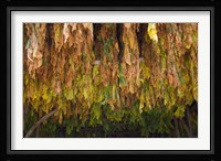 Drying tobacco, Cuba Fine Art Print