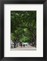 Cuba, Havana, Havana Vieja, Paseo de Marti walkway Fine Art Print