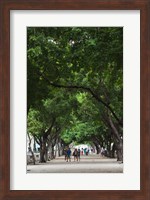 Cuba, Havana, Havana Vieja, Paseo de Marti walkway Fine Art Print