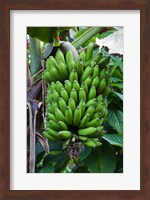 Cuba, Topes de Collantes banana fruit tree Fine Art Print