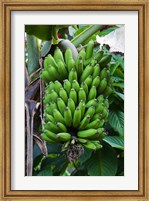 Cuba, Topes de Collantes banana fruit tree Fine Art Print