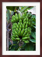 Cuba, Topes de Collantes banana fruit tree Fine Art Print