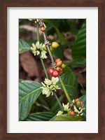 Cuba, Trinidad, Topes de Collantes park coffee Fine Art Print