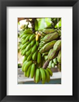 Cuba, Vinales, El Jardin de Caridad, Bananas Fine Art Print