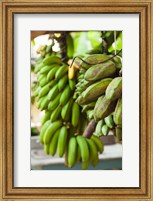 Cuba, Vinales, El Jardin de Caridad, Bananas Fine Art Print