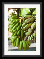 Cuba, Vinales, El Jardin de Caridad, Bananas Fine Art Print