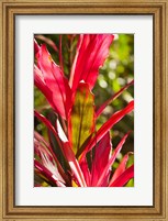 Cuba, Vinales, El Jardin de Caridad, Garden flora Fine Art Print