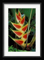 Lobster Claw, Roseau, Dominica Fine Art Print