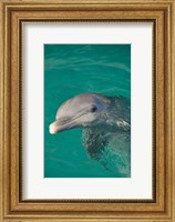 Netherlands Antilles, Curacao, Dolphin Academy Fine Art Print