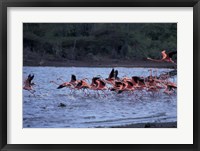 Flamingo Sanctuary, Curacao, Caribbean Fine Art Print