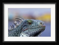 Iguana, Curacao, Caribbean Fine Art Print