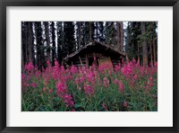 Abandoned Trappers Cabin Amid Fireweed, Yukon, Canada Fine Art Print