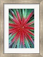 Cactus Detail, Chrstoffel National Park, Curacao, Caribbean Fine Art Print