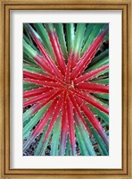 Cactus Detail, Chrstoffel National Park, Curacao, Caribbean Fine Art Print