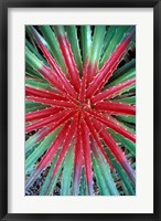 Cactus Detail, Chrstoffel National Park, Curacao, Caribbean Fine Art Print