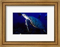 Loggerhead Turtle, Dominica, Caribbean Fine Art Print