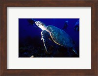 Loggerhead Turtle, Dominica, Caribbean Fine Art Print