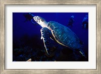 Loggerhead Turtle, Dominica, Caribbean Fine Art Print