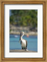Dominican Republic, Bayahibe, Pelican bird Fine Art Print