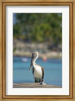 Dominican Republic, Bayahibe, Pelican bird Fine Art Print
