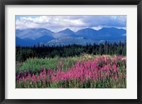 Fireweed Blooms near Kluane National Park, Yukon, Canada Fine Art Print