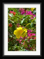 Bouganvillea, Dominican Republic Fine Art Print