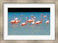 Tropical Bird, Flamingos, Barahona, Dominican Republic Fine Art Print