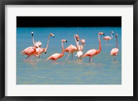Tropical Bird, Flamingos, Barahona, Dominican Republic Fine Art Print