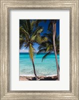 Cuba, Matanzas Province, Varadero, Varadero Beach palms Fine Art Print