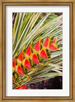 Dominica, Roseau, tropical heliconia flower Fine Art Print