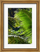 Dominica, Roseau, Vegetation, rainforest Fine Art Print