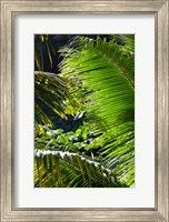 Dominica, Roseau, Vegetation, rainforest Fine Art Print