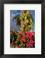 Bougainvillea flora, Bavaro, Higuey, Punta Cana, Dominican Republic Fine Art Print