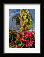 Bougainvillea flora, Bavaro, Higuey, Punta Cana, Dominican Republic Fine Art Print