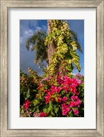 Bougainvillea flora, Bavaro, Higuey, Punta Cana, Dominican Republic Fine Art Print