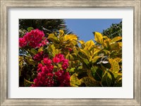 Bougainvillea flowers, Bavaro, Higuey, Punta Cana, Dominican Republic Fine Art Print