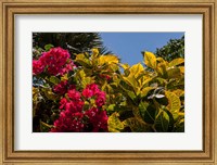 Bougainvillea flowers, Bavaro, Higuey, Punta Cana, Dominican Republic Fine Art Print