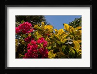 Bougainvillea flowers, Bavaro, Higuey, Punta Cana, Dominican Republic Fine Art Print