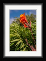Dominican Republic, Punta Cana, Flower Fine Art Print