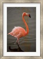 Flamingo, Tropical bird, Dominican Republic Fine Art Print